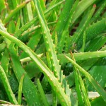 aloe vera