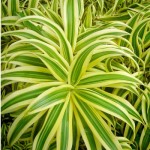 dracena